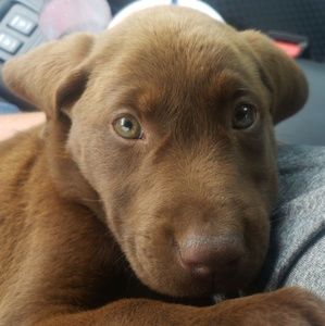 Meet your Posher, Laura